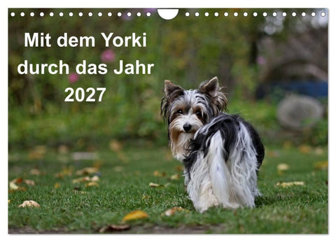 Mit dem Yorki durch das Jahr 2027 (Wandkalender 2027 DIN A4 quer), CALVENDO Monatskalender