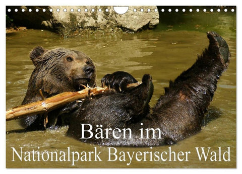 Bären im Nationalpark Bayerischer Wald (Wandkalender 2027 DIN A4 quer), CALVENDO Monatskalender