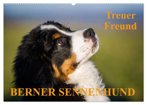 Treuer Freund Berner Sennenhund (Wandkalender 2026 DIN A2 quer), CALVENDO Monatskalender