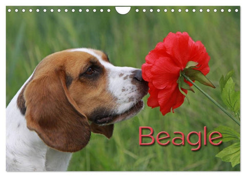 Beagle (Wandkalender 2026 DIN A4 quer), CALVENDO Monatskalender