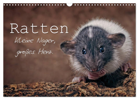Ratten. Kleine Nager, großes Herz. (Wandkalender 2026 DIN A3 quer), CALVENDO Monatskalender