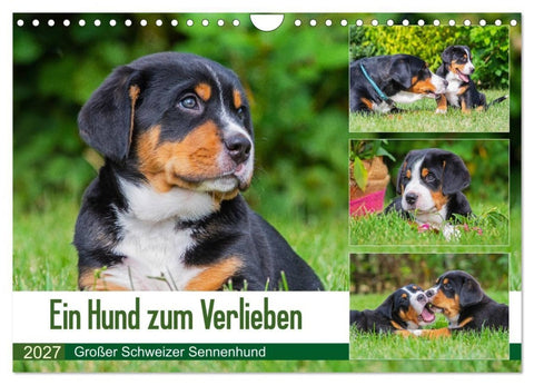 Ein Hund zum Verlieben - Großer Schweizer Sennenhund (Wandkalender 2027 DIN A4 quer), CALVENDO Monatskalender
