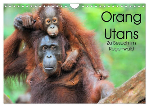Orang Utans: Zu Besuch im Regenwald (Wandkalender 2027 DIN A4 quer), CALVENDO Monatskalender