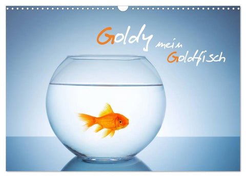 Goldy - mein Goldfisch (Wandkalender 2026 DIN A3 quer), CALVENDO Monatskalender