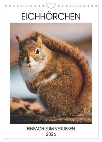 Eichhörnchen - Einfach zum Verlieben (Wandkalender 2026 DIN A4 hoch), CALVENDO Monatskalender