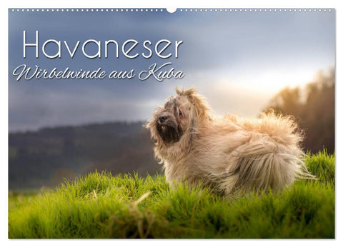 Havaneser - Wirbelwinde aus Kuba (Wandkalender 2027 DIN A2 quer), CALVENDO Monatskalender