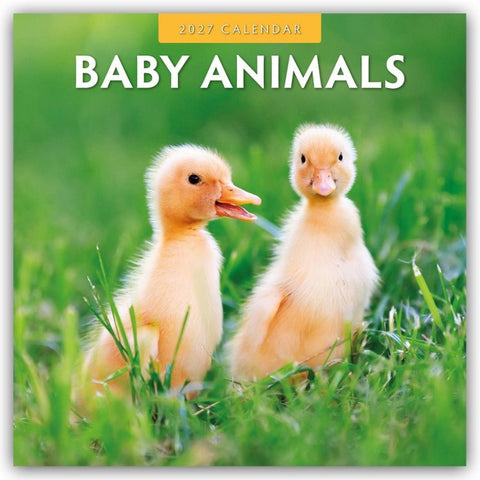 Baby Animals – Tierkinder – Tierbabys 2027 – 16-Monatskalender