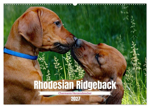 Rhodesian Ridgeback, Charmante Herzensbrecher (Wandkalender 2027 DIN A2 quer), CALVENDO Monatskalender