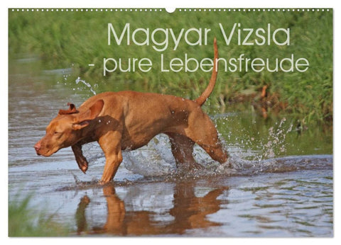 Magyar Vizsla - pure Lebensfreude (Wandkalender 2026 DIN A2 quer), CALVENDO Monatskalender