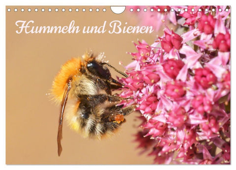Hummeln und Bienen (Wandkalender 2026 DIN A4 quer), CALVENDO Monatskalender