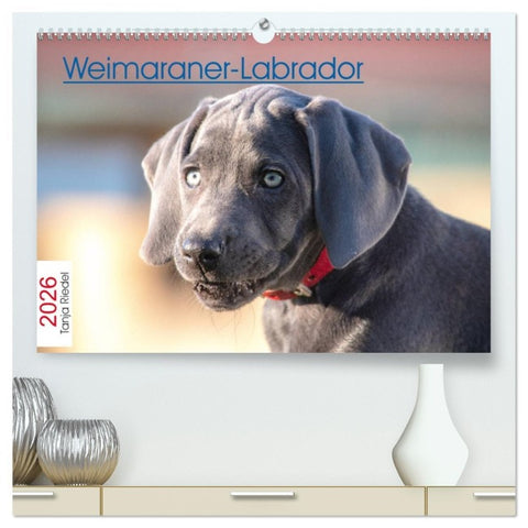 Weimaraner-Labrador (hochwertiger Premium Wandkalender 2026 DIN A2 quer), Kunstdruck in Hochglanz