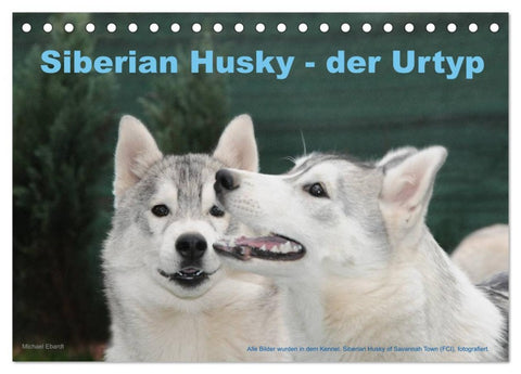 Siberian Husky - der Urtyp (Tischkalender 2026 DIN A5 quer), CALVENDO Monatskalender