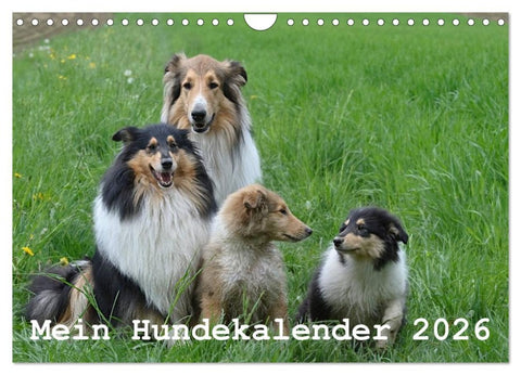 Mein Hundekalender 2026 (Wandkalender 2026 DIN A4 quer), CALVENDO Monatskalender