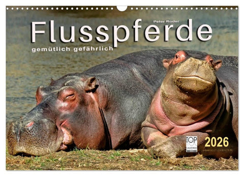 Flusspferde - gemütlich gefährlich (Wandkalender 2026 DIN A3 quer), CALVENDO Monatskalender