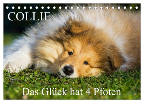 Collie - Das Glück hat 4 Pfoten (Tischkalender 2027 DIN A5 quer), CALVENDO Monatskalender