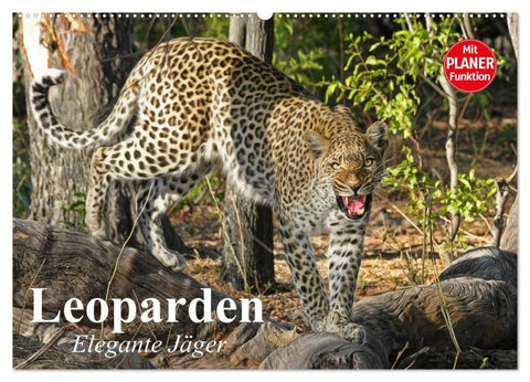 Leoparden. Elegante Jäger (Wandkalender 2027 DIN A2 quer), CALVENDO Monatskalender