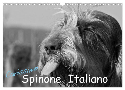 Carissimo Spinone Italiano (Wandkalender 2027 DIN A3 quer), CALVENDO Monatskalender