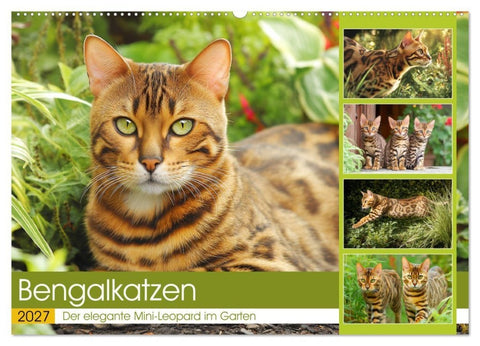 Bengalkatzen. Der elegante Mini-Leopard im Garten (Wandkalender 2027 DIN A2 quer), CALVENDO Monatskalender