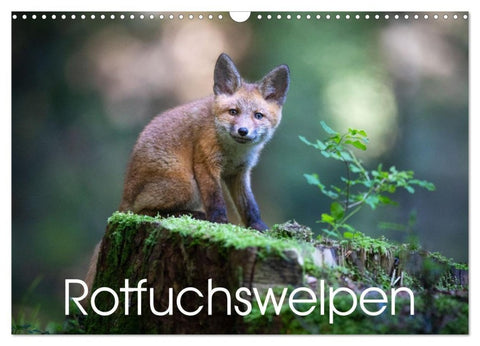 Rotfuchswelpen (Wandkalender 2026 DIN A3 quer), CALVENDO Monatskalender
