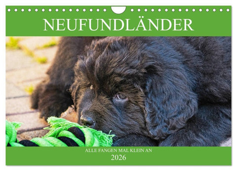 Neufundländer - Alle fangen mal klein an (Wandkalender 2026 DIN A4 quer), CALVENDO Monatskalender