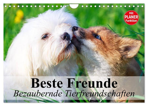 Beste Freunde. Bezaubernde Tierfreundschaften (Wandkalender 2026 DIN A4 quer), CALVENDO Monatskalender
