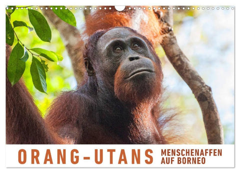 Orang-Utans Menschenaffen auf Borneo (Wandkalender 2026 DIN A3 quer), CALVENDO Monatskalender