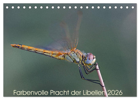 Farbenvolle Pracht der Libellen (Tischkalender 2026 DIN A5 quer), CALVENDO Monatskalender