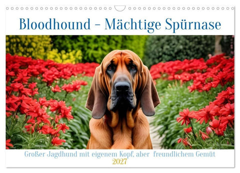 Bloodhound - Mächtige Spürnase (Wandkalender 2027 DIN A3 quer), CALVENDO Monatskalender