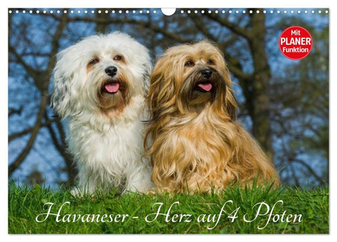 Havaneser - Herz auf 4 Pfoten (Wandkalender 2027 DIN A3 quer), CALVENDO Monatskalender