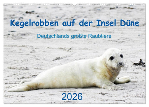 Kegelrobben auf der Insel Düne (Wandkalender 2026 DIN A2 quer), CALVENDO Monatskalender