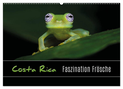 Costa Rica - Faszination Frösche (Wandkalender 2027 DIN A2 quer), CALVENDO Monatskalender