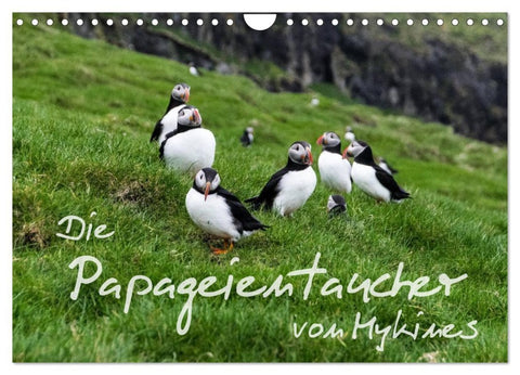 Die Papageientaucher von Mykines (Wandkalender 2026 DIN A4 quer), CALVENDO Monatskalender