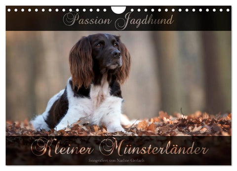 Passion Jagdhund - Kleiner Münsterländer (Wandkalender 2026 DIN A4 quer), CALVENDO Monatskalender