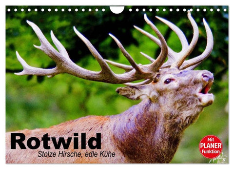 Rotwild. Edle Hirsche, stolze Kühe (Wandkalender 2026 DIN A4 quer), CALVENDO Monatskalender