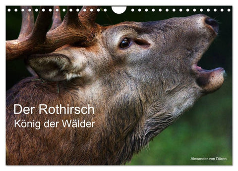 Der Rothirsch, König der Wälder (Wandkalender 2026 DIN A4 quer), CALVENDO Monatskalender