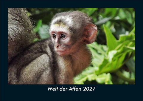 Welt der Affen 2027 Fotokalender DIN A5