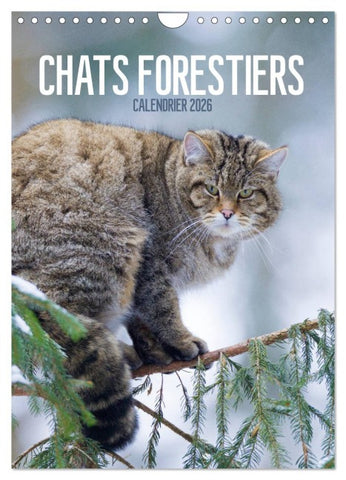 Chats forestiers (Calendrier mural 2026 DIN A4 horizontal), CALVENDO calendrier mensuel