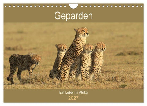 Geparden - Ein Leben in Afrika (Wandkalender 2027 DIN A4 quer), CALVENDO Monatskalender
