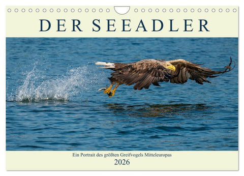 DER SEEADLER Ein Portrait des größten Greifvogels Mitteleuropas (Wandkalender 2026 DIN A4 quer), CALVENDO Monatskalender