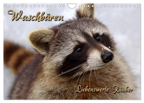 Waschbären (Wandkalender 2026 DIN A4 quer), CALVENDO Monatskalender