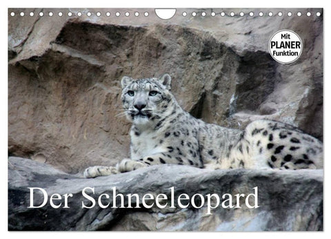 Der Schneeleopard (Wandkalender 2027 DIN A4 quer), CALVENDO Monatskalender