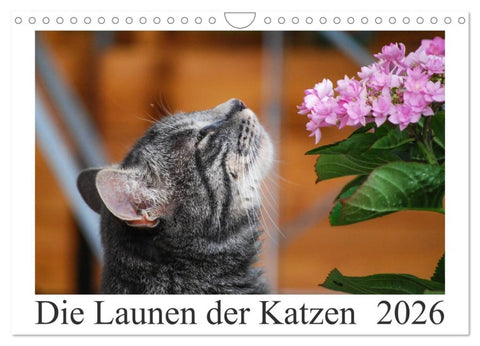 Die Launen der Katzen 2026 (Wandkalender 2026 DIN A4 quer), CALVENDO Monatskalender