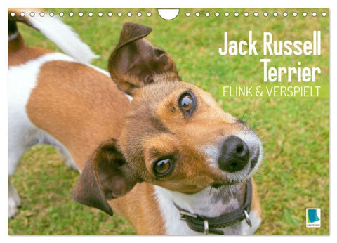 Jack Russell Terrier: flink und verspielt (Wandkalender 2027 DIN A4 quer), CALVENDO Monatskalender