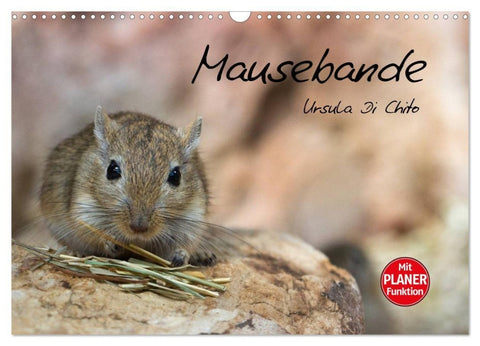 Mausebande (Wandkalender 2027 DIN A3 quer), CALVENDO Monatskalender