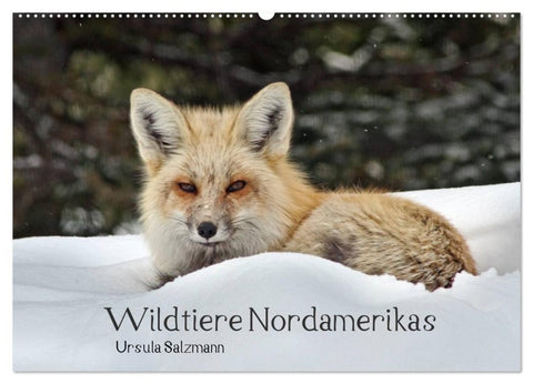 Wildtiere Nordamerikas (Wandkalender 2027 DIN A2 quer), CALVENDO Monatskalender