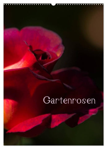 Gartenrosen (Wandkalender 2027 DIN A2 hoch), CALVENDO Monatskalender