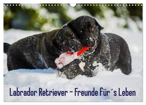 Labrador Retriever - Freunde für´s Leben (Wandkalender 2026 DIN A3 quer), CALVENDO Monatskalender