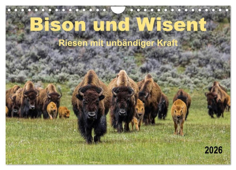 Bison und Wisent - Riesen mit unbändiger Kraft (Wandkalender 2026 DIN A4 quer), CALVENDO Monatskalender