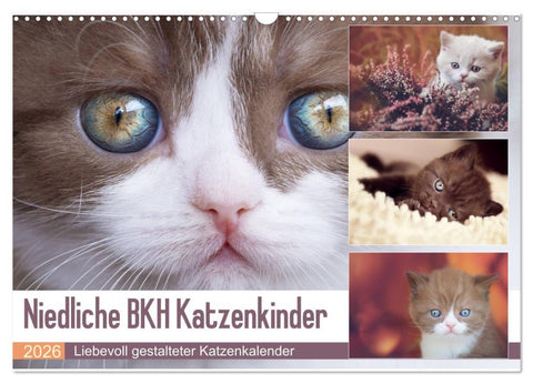 Niedliche BKH Katzenkinder (Wandkalender 2026 DIN A3 quer), CALVENDO Monatskalender