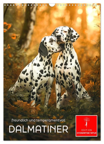 Dalmatiner - freundlich und temperamentvoll (Wandkalender 2026 DIN A3 hoch), CALVENDO Monatskalender